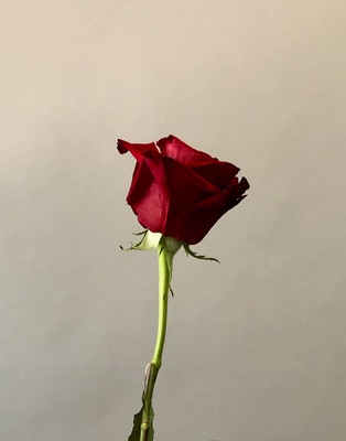 Leon Capetanos - Red Rose - Photograph - 22x17